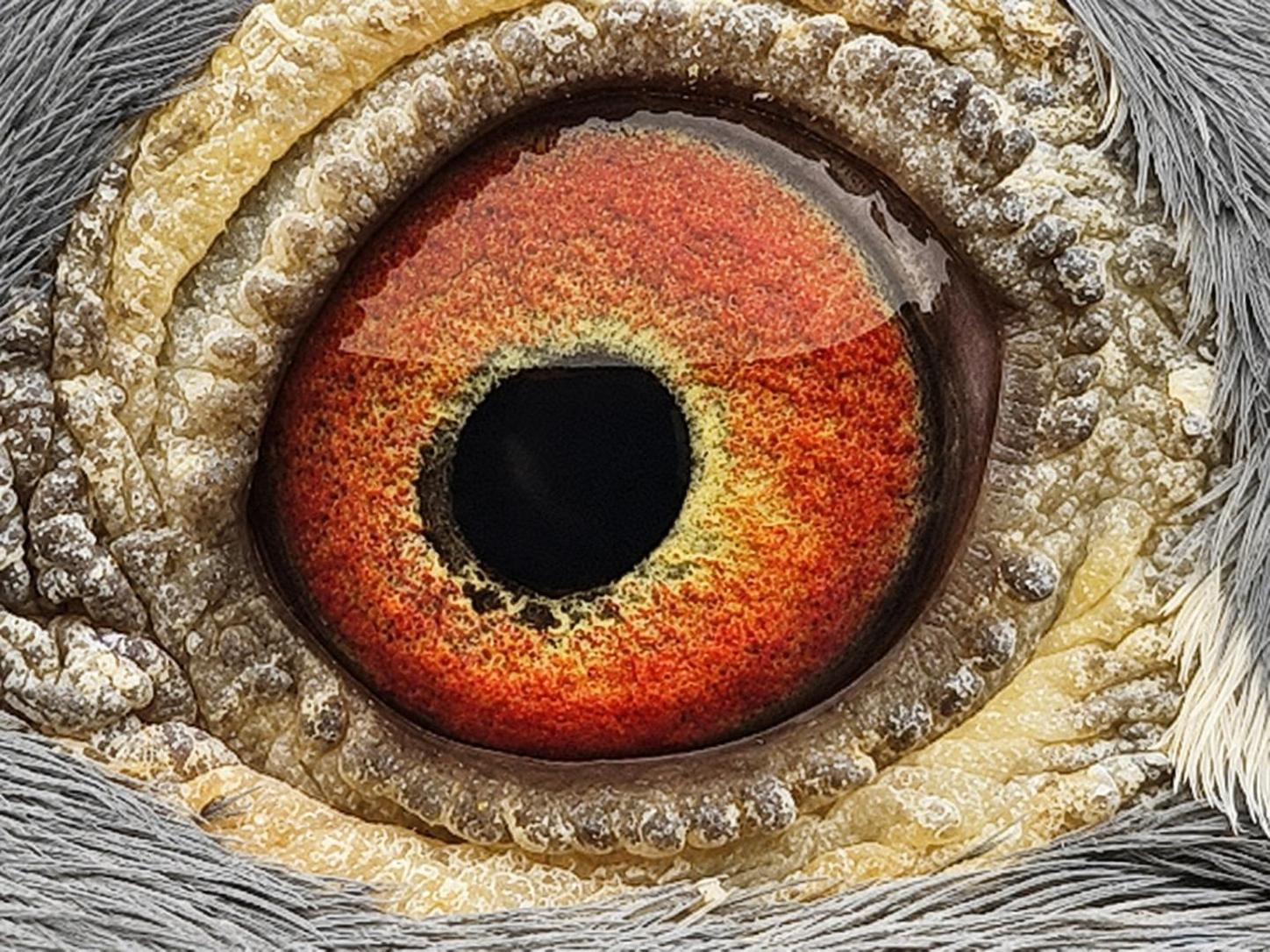 Pigeon eye